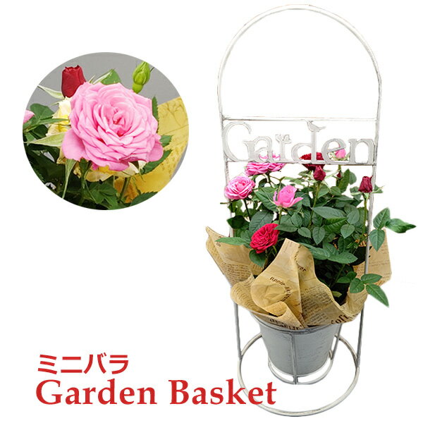 母の日 プレゼント ギフト 予約 鉢植え 寄せ植え 生花 花 フラワー ミニ バラ 薔薇 ローズ イエロー ピンク レッド 屋外 屋内 室内 可愛い ガーデン バスケット No.77 送料無料 新月バラ園 ハイタックス HITAX 玄関 外 庭 20代 30代 40代 50代 6のサムネイル