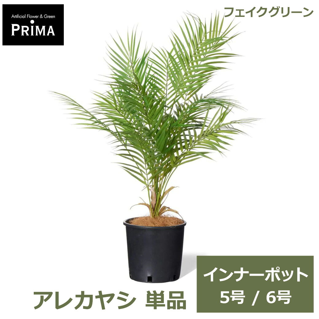楽天市場】5号（種類（植物）アレカヤシ）（花・観葉植物｜花