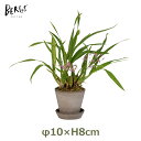 【最大100%ポイントバック!※条件あり】植木鉢 3号 直径10cm 深さ8cm 受け皿 セット 丸型 おしゃれ かわいい テラコッタ 陶器 鉢植え ポット 底穴あり ガーデニング 花 ベランダ バーグス ジュリー 送料無料 BERGS potter JULIE イタリア製 素焼き エコ 北欧 インテリア デ