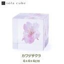 サクラ 桜 雑貨 小物 春 標本 インテリア 植物 カワヅザクラ 河津桜 sola cube ソラキューブ ギフト プレゼント シンプル 和風 日本 おしゃれ 可愛い 母の日 ピンク 箱 四角 プランツ 女性 静岡 送料無料