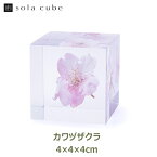 サクラ 桜 雑貨 小物 春 標本 インテリア 植物 カワヅザクラ 河津桜 sola cube ソラキューブ ギフト プレゼント シンプル 和風 日本 おしゃれ 可愛い 母の日 ピンク 箱 四角 プランツ 女性 静岡 送料無料