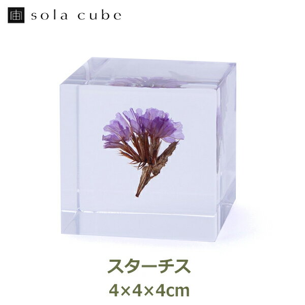 標本 立体 アクリル 花 図鑑 ドライフラワー インテリア sora cube 宙 キューブ スターチス ギフト プレゼント誕生日 クリスマス 男性 女性 理系 雑貨 草木 枯れない 母の日 おすすめ オブジェ…