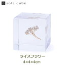 標本 立体 アクリル 花 図鑑 ドライフラワー インテリア sora cube 宙 キューブ ライスフラワー ギフト プレゼント誕生日 クリスマス 男性 女性 理系 雑貨 草木 枯れない 母の日 おすすめ オブ…