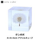 タンポポ 4cm Sola cube 宙 ソラキューブ ウサギノネドコ おしゃれ インテリア 立体標本 透明 植物 小物 クリア プレゼント 女性 男性 ラッピング ギフト 箱 春 グリーン プランツ 飾り 図鑑 可愛い 手のひら キレイ 箱 お