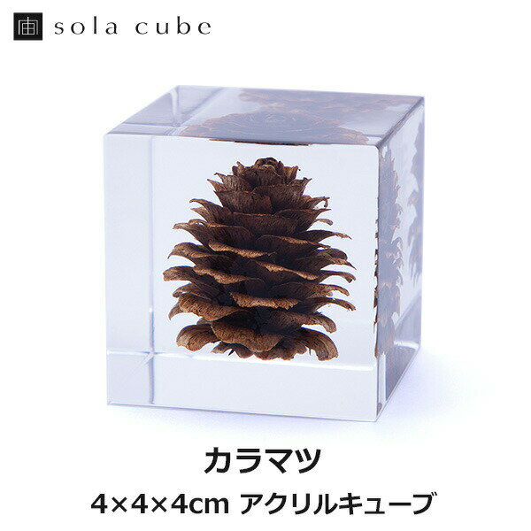 カラマツ Sola cube 宙 ソラキューブ ウサギノネドコ おしゃれ インテリア 立体標本 透明 植物 小物 ク..