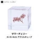 サマーチェリー Sola cube 宙 ソラキューブ ウサギノネドコ おしゃれ インテリア 立体標本 透明 植物 春 小物 クリア プレゼント 女性 男性 ラッピング ギフト グリーン プランツ 飾り 図鑑 可愛い 手のひら キレイ 箱 お