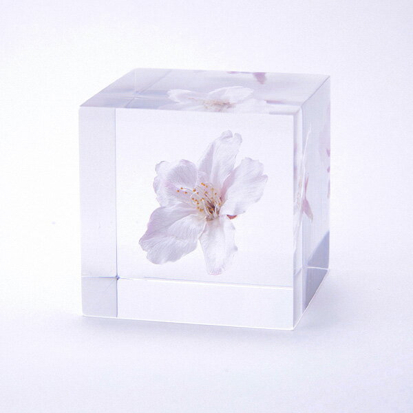 宙キューブ ソメイヨシノ 4cm Sola cube さくら 桜 ウサギノネドコ ソラキューブ ...