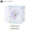 サクラ 桜 雑貨 小物 春 標本 インテリア 植物 コマツオトメ 小松乙女 東京 sola cube ソラキューブ ギフト プレゼント シンプル 和風 日本 おしゃれ 可愛い ピンク 箱 四角 プランツ 母の日 女性 送料無料