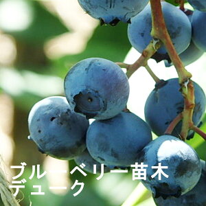 ブルーベリーの苗木の販売を開始しました ブルーベリーの苗木の販売を開始しました