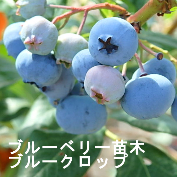 ブルーベリーの苗木の販売を開始しました