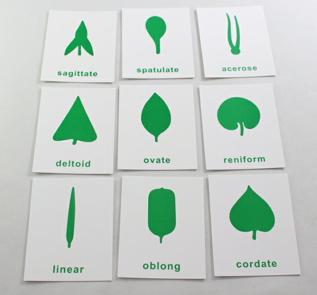 モンテッソーリ　葉のカード　♪36枚(18種 x 2セット)♪　Montessori　Leaf Cards　知育玩具 2