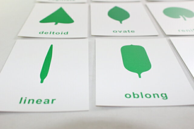 モンテッソーリ　葉のカード　♪36枚(18種 x 2セット)♪　Montessori　Leaf Cards　知育玩具 3