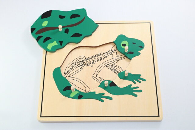 モンテッソーリ　かえるパズル ♪スケルトン♪ Montessori Frog Puzzle 知育玩具 動物・生物　Biology 推奨年齢　1歳ぐらいから 木製パズルです。取っ手の部分も木製です。昆虫・動物・植物への興味をさらに深めるとともに各部位のや構造を学びます。 ボードの大きさ：横23.6 x 縦23.6 cm x 厚み 9mm(取っ手の高さ含まず。) ** 細かなモノや角があるものもありますので、3歳以下のお子様に与える際はご注意くださいませ。親の見守る前で遊ばせるようにしてください。誤飲やケガなどの責任は当店は負えません。免責にご同意いただいたうえでご購入お願い申し上げます。ゆうパックでの発送です。