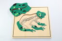 モンテッソーリ　かえるパズル　♪スケルトン♪ Montessori Frog Puzzle 知育玩具