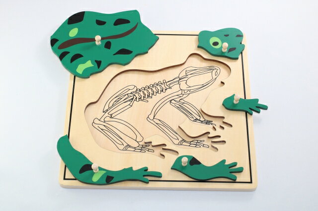 モンテッソーリ　かえるパズル　♪スケルトン♪ Montessori Frog Puzzle 知育玩具 3