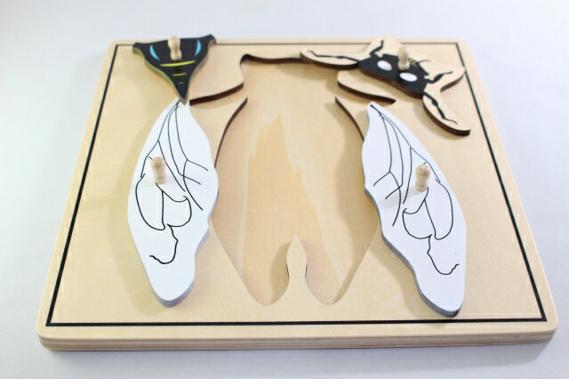 モンテッソーリ　せみパズル　Montessori Fly 知育玩具 2