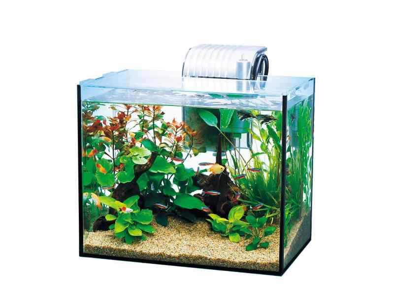 テトラ (Tetra) 水槽 オールグラスアクアリウム
