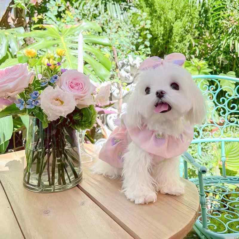 ペット 服 ワンピース 女の子 犬 猫 小型犬 プリンセス風 かわいい おしゃれ インスタ映え マルチーズ ポメラニアン ラグドール・素材: ポリエステル・カテゴリ: 裙子・対象性別: ユニセックス・カテゴリ: ペット服・カラー展開: 緑色・サイズ展開: XS(胸囲25cm、着丈23cm、約1kg)、S(胸囲29cm、着丈26cm、約1.5-2kg)、M(胸囲34cm、着丈32cm、約2.5-3.5kg)、L(胸囲39cm、着丈36cm、約4-5kg)、XL(胸囲45cm、着丈41cm、約5.5-6.5kg)、XXL(胸囲50cm、着丈44cm、約7-8.5kg)