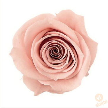 大地農園 プリザーブドフラワー ローズ いずみ ≪マルーンピンク≫ (プリザ 花材 薔薇 バラ ピンク pink 1箱9輪入り )
