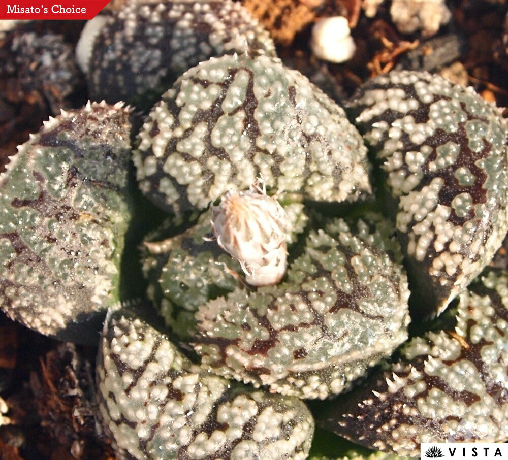 �֥�å����Х��ڥ��奨��ץ��ġ� �ϥ������°��¿����ʪ�� 9cm�ݥå� ���տ�ʪ ���� �������� ����ƥꥢ ��餷 �ϥ��륷�� haworthia ���ܥƥ� ��ʪ