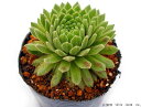 フェザーパワー センペルビウム属 多肉植物 9cmポット観葉植物 雑貨 おすすめ インテリア 暮らし 地植え 鉢植え 子株 寒さ 紅葉