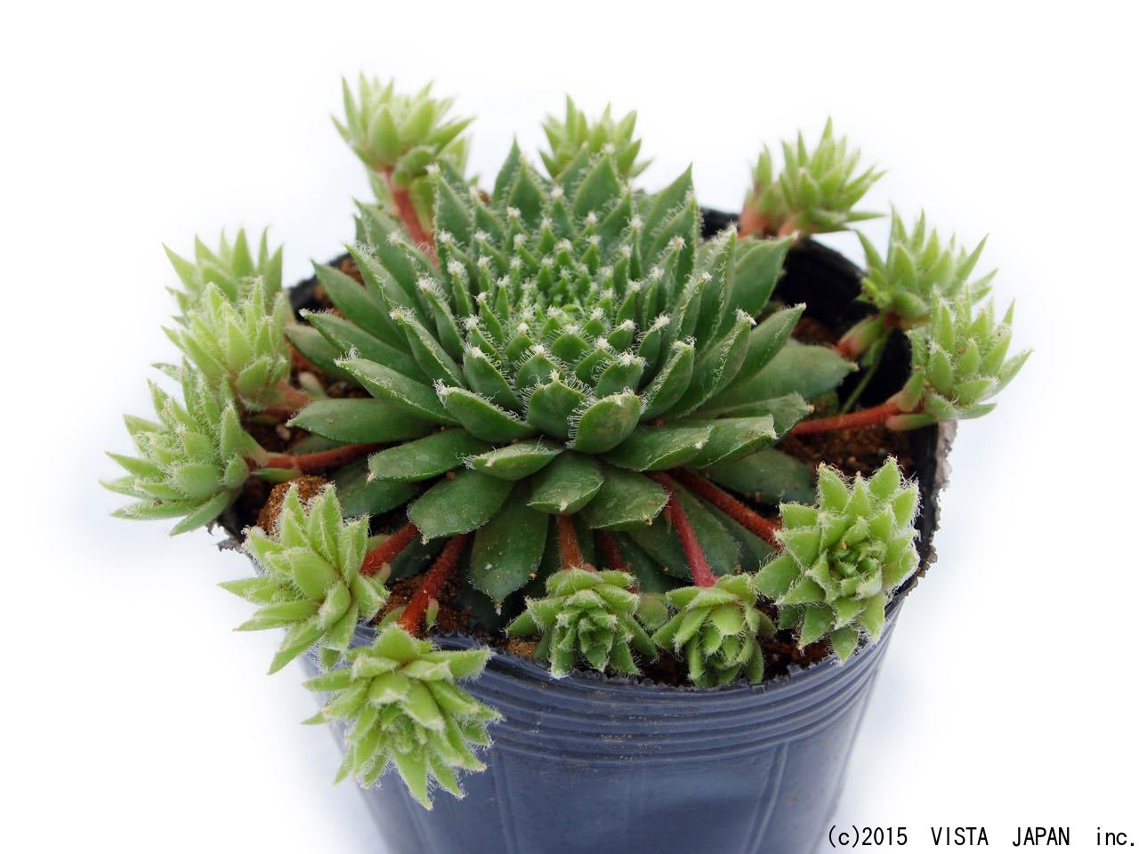 エミリー　センペルビウム属　多肉植物　9cmポット観葉植物 雑貨 おすすめ インテリア 暮らし 地植え 鉢植え 子株 寒さ 紅葉のサムネイル