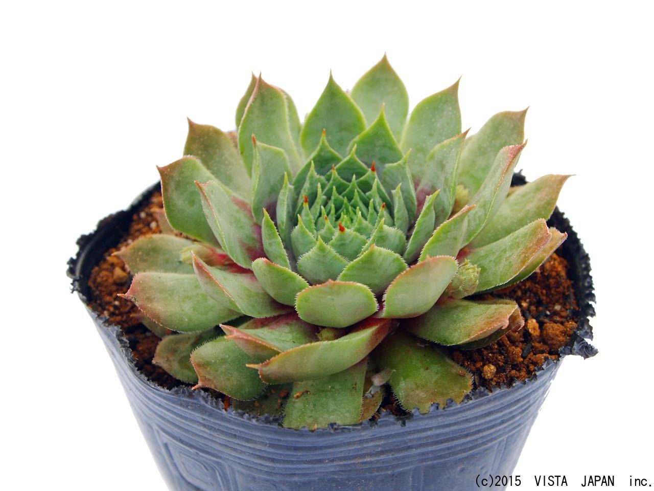 ウラヌス　センペルビウム属　多肉植物　9cmポット観葉植物 雑貨 おすすめ インテリア 暮らし 地植え 鉢植え 子株 寒さ 紅葉