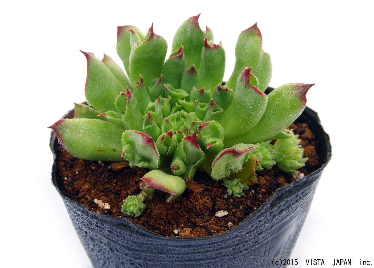 百恵（モモエ）センペルビウム属　多肉植物　9cmポット観葉植物 雑貨 おすすめ インテリア 暮らし&#160;地植え 鉢植え 子株 寒さ 紅葉のサムネイル