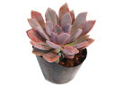 ディビィ グラプトベリア属 多肉植物 9cmポット観葉植物 雑貨 おすすめ インテリア 暮らし 多肉植物 ポット 子株 交配 葉挿し