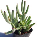 白美人(ハクビジン)コチレドン属 多肉植物 9cmポット観葉植物 雑貨 おすすめ インテリア 暮らし 多肉植物 葉 花 紅葉 夏