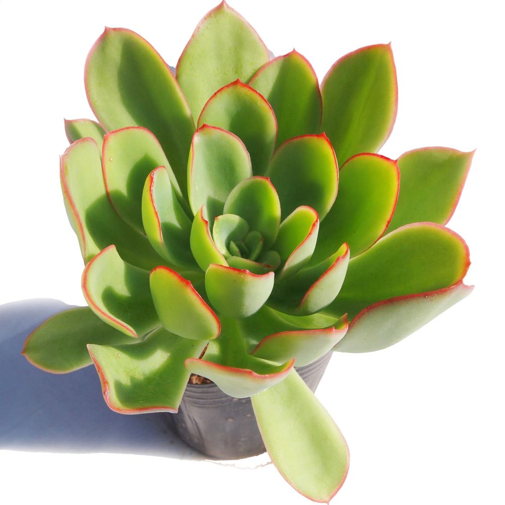 パリダプリンス　エケベリア属　多肉植物　9cmポット観葉植物 雑貨 おすすめ インテリア 暮らし 室内 植物 育て方 サボテン 多肉のサムネイル