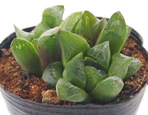 楽天市場 寿 コトブキ ジュエルプランツ ハオルチア属 多肉植物 9cmポット観葉植物 雑貨 おすすめ インテリア 暮らし ハオルシア Haworthia サボテン 植物 多肉植物専門店 ビスタ 楽天市場 寿 コトブキ ジュエルプランツ ハオルチア属 多肉植物 9cmポット観葉植物 雑貨 おすすめ インテリア 暮らし ハオルシア Haworthia サボテン 植物 多肉植物専門店 ビスタ