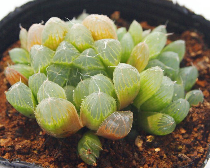 緿֥ġڥ奨ץġۥϥ°¿ʪ9cmݥå(1~3Ƭ)տʪ   ƥꥢ 餷 ϥ륷 haworthia ܥƥ ʪפ򸫤