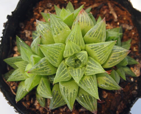 楽天市場 花鏡 ジュエルプランツ ハオルチア属 多肉植物 9cmポット観葉植物 雑貨 おすすめ インテリア 暮らし ハオルシア Haworthia サボテン 植物 多肉植物専門店 ビスタ 楽天市場 花鏡 ジュエルプランツ ハオルチア属 多肉植物 9cmポット観葉植物 雑貨 おすすめ インテリア 暮らし ハオルシア Haworthia サボテン 植物 多肉植物専門店 ビスタ