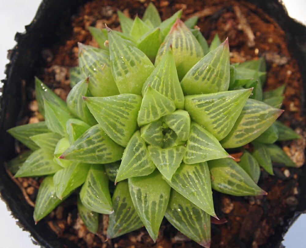 楽天市場 花鏡 ジュエルプランツ ハオルチア属 多肉植物 9cmポット観葉植物 雑貨 おすすめ インテリア 暮らし ハオルシア Haworthia サボテン 植物 多肉植物専門店 ビスタ