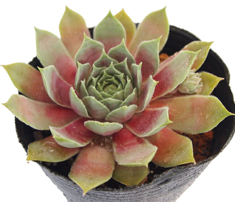 紅夕月（ベニユウヅキ）　センペルビウム属　多肉植物　9cmポット観葉植物 雑貨 おすすめ インテリア 暮らし 地植え 鉢植え 子株 寒さ 紅葉