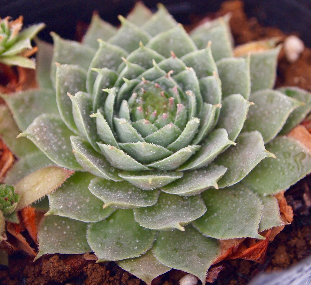 Rakuten - サッシーフラス　センペルビウム属　多肉植物　9cmポット観葉植物 雑貨 おすすめ インテリア 暮らし 地植え 鉢植え 子株 寒さ 紅葉