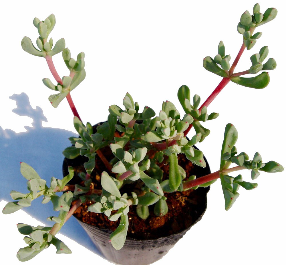 楽天市場】菊(観葉植物|花・観葉植物):花・ガーデン・DIYの通販 楽天市場】菊(観葉植物|花・観葉植物):花・ガーデン・DIYの通販