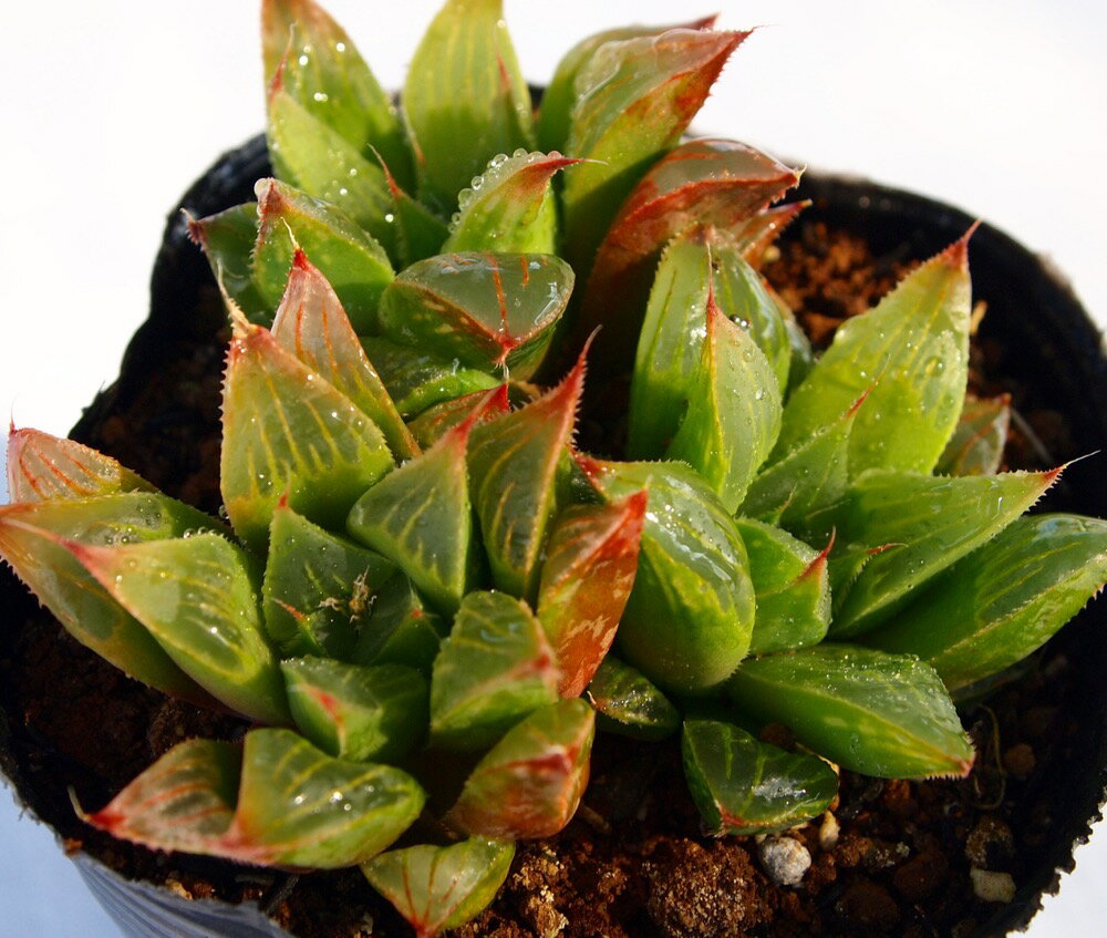 光り星（ヒカリボシ）【ジュエルプランツ】ハオルチア属　多肉植物　9cmポット(1~3頭)観葉植物 雑貨 おすすめ インテリア 暮らし ハオルシア haworthia サボテン 植物