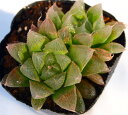 N[y[yWGvcznI`A@A@9cm|bg(1~3)ϗtA G  CeA 炵 nIVA haworthia T{e A