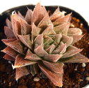 ベヌスタハイブリッド【ジュエルプランツ】ハオルチア属 多肉植物 9cmポット(1~3頭)観葉植物 雑貨 おすすめ インテリア 暮らし ハオルシア haworthia サボテン 植物