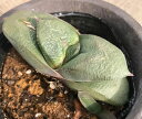 臥牛(ガギュウ)ガステリア属 多肉植物 9cmポット