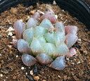 ドドソン【ジュエルプランツ】ハオルチア属 多肉植物 9cmポット観葉植物 雑貨 おすすめ インテリア 暮らし ハオルシア haworthia サボテン 植物