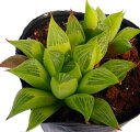 レツーサ寿(レツーサコトブキ)【ジュエルプランツ】ハオルチア属 多肉植物 9cmポット(1~3頭)観葉植物 雑貨 おすすめ インテリア 暮らし ハオルシア haworthia サボテン 植物