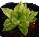 󑐋 ^JNTjVL  WGvc nI`A@A@9cm|bgϗtA G  CeA 炵 nIVA haworthia T{e A