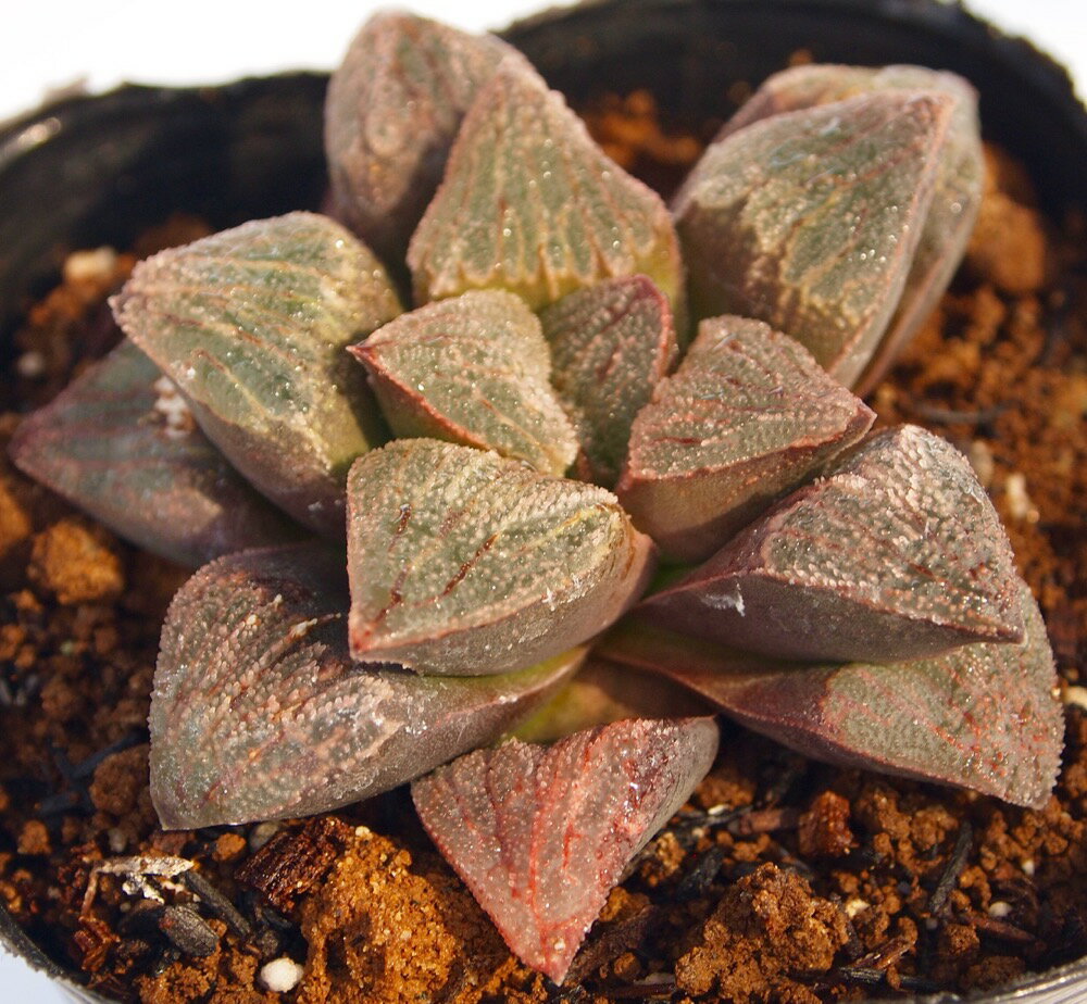 ピグマエア（特大型）【ジュエルプランツ】ハオルチア属　多肉植物　9cmポット観葉植物 雑貨 おすすめ インテリア 暮らし ハオルシア haworthia サボテン 植物のサムネイル