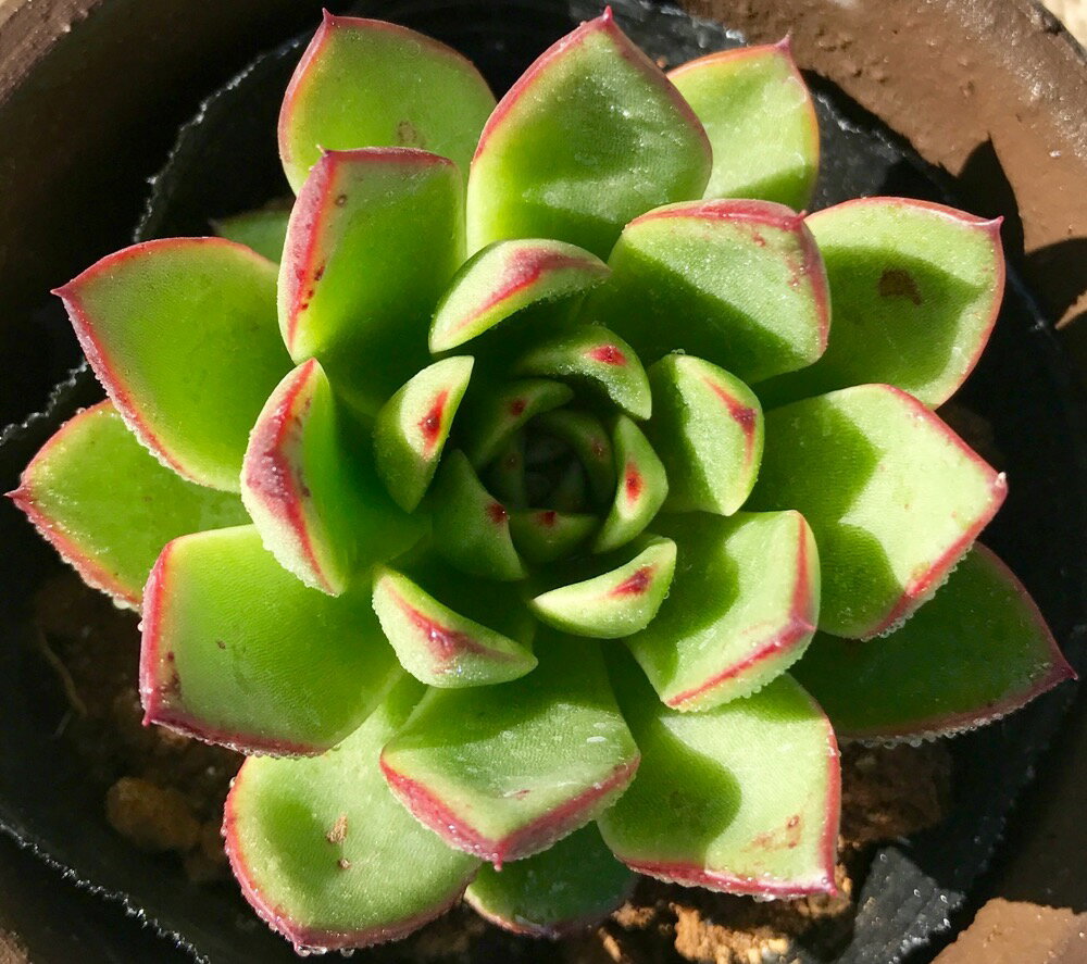 クリスマス　エケベリア属　多肉植物　9cmポット観葉植物 雑貨 おすすめ インテリア 暮らし 室内 植物 育て方 サボテン 多肉