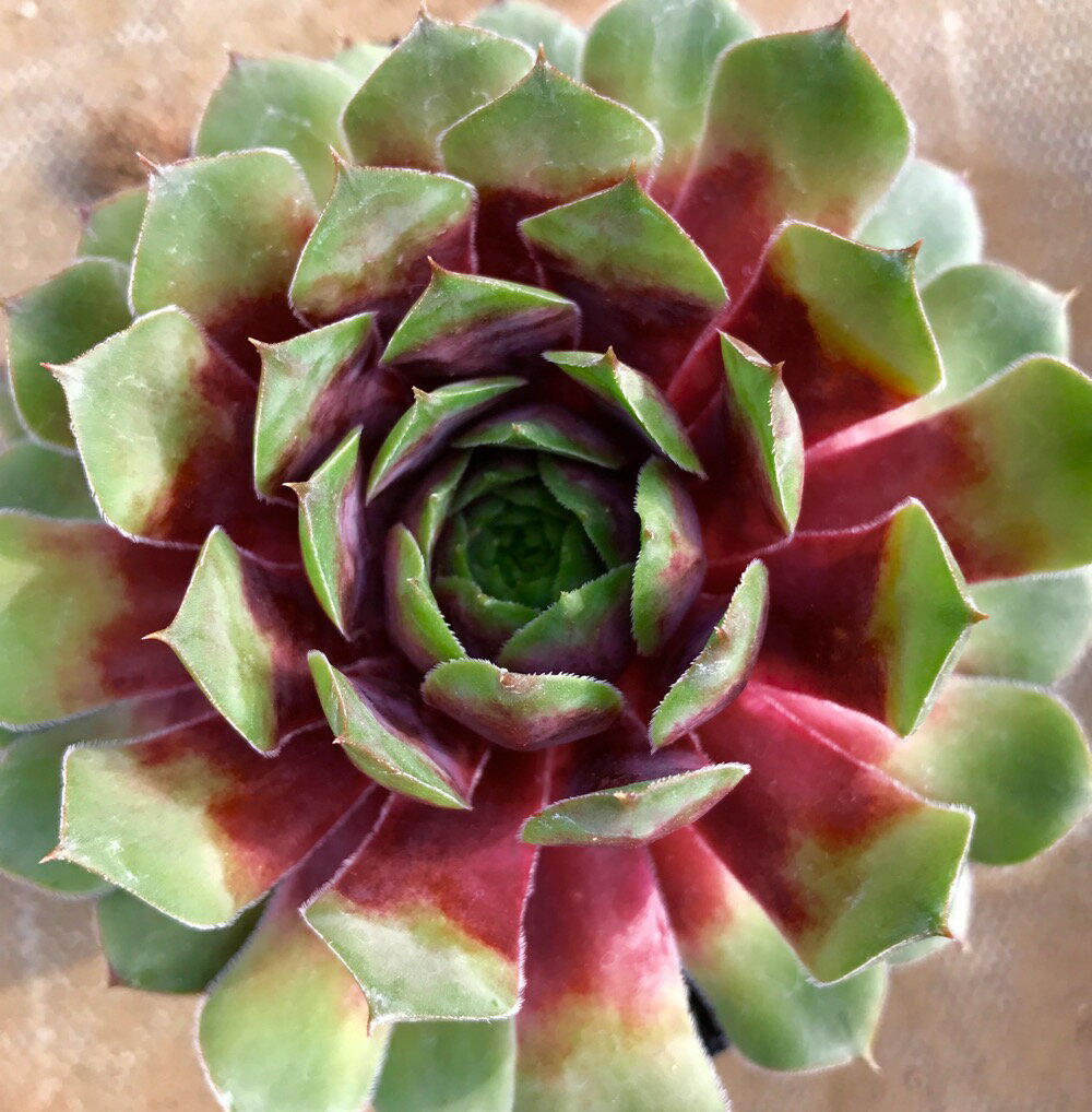 Rakuten - マジョノ　センペルビウム属　多肉植物　9cmポット観葉植物 雑貨 おすすめ インテリア 暮らし 地植え 鉢植え 子株 寒さ 紅葉