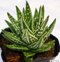 Vg̟ieVmi~_j@nI`A@A@9cm|bgϗtA G  CeA 炵 nIVA haworthia T{e A