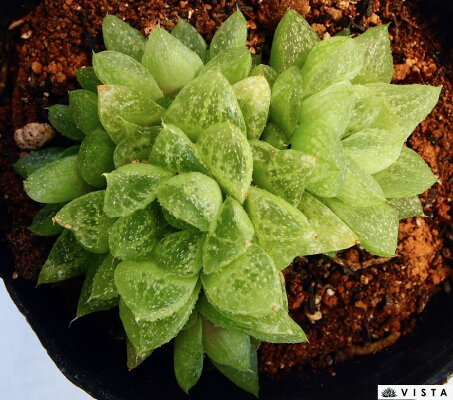 楽天市場 雪の華 ユキノハナ ハオルチア属 ジュエルプランツ 多肉植物 9cmポット観葉植物 雑貨 おすすめ インテリア 暮らし ハオルシア Haworthia サボテン 植物 多肉植物専門店 ビスタ 楽天市場 雪の華 ユキノハナ ハオルチア属 ジュエルプランツ 多肉植物 9cmポット観葉植物 雑貨 おすすめ インテリア 暮らし ハオルシア Haworthia サボテン 植物 多肉植物専門店 ビスタ